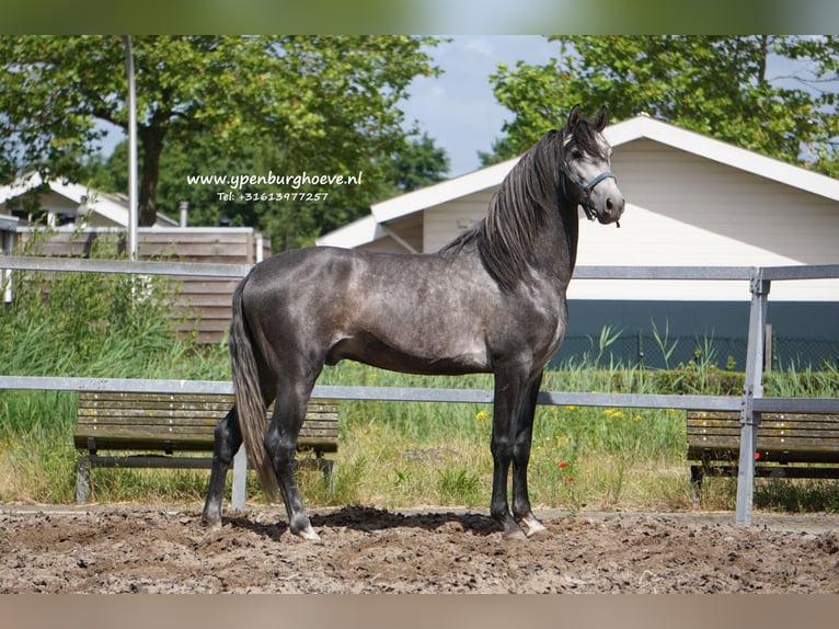 PRE Hongre 3 Ans 168 cm Rouan bleu in &#39;s-Gravenhage