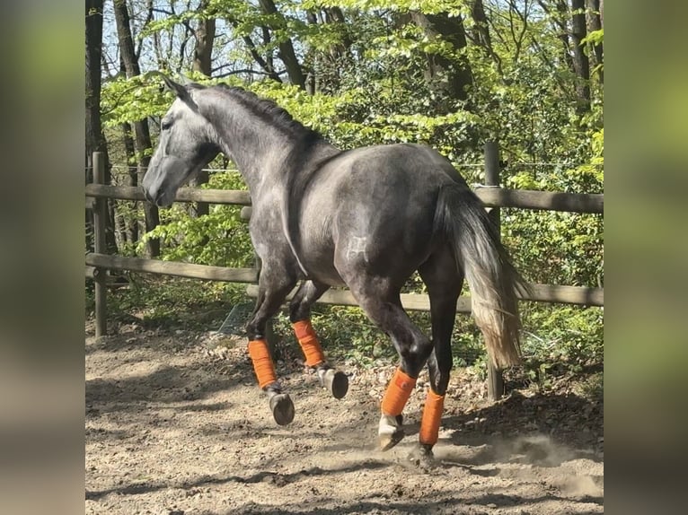 PRE Croisé Hongre 3 Ans 170 cm Gris noir in Windeck