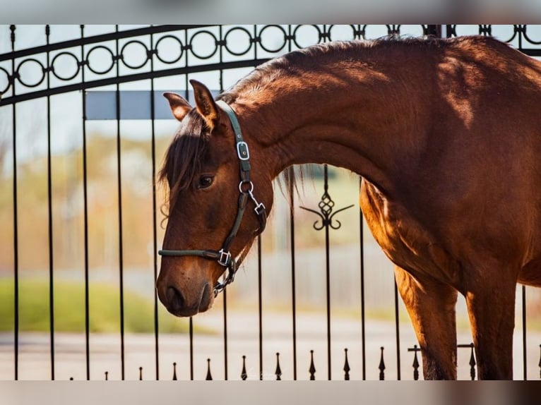 PRE Hongre 3 Ans Bai in Aldingen