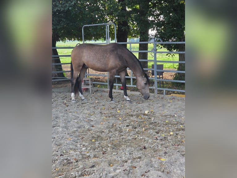 PRE Croisé Hongre 3 Ans Buckskin in Grabenstätt