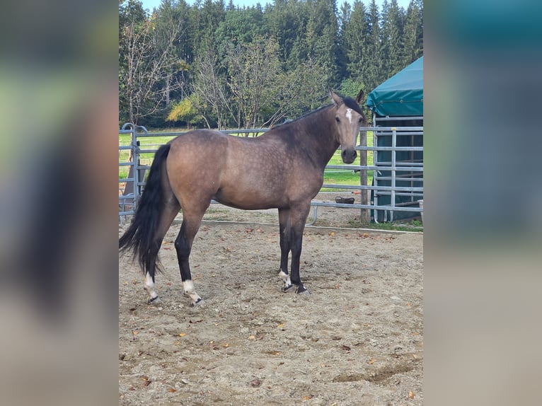 PRE Croisé Hongre 3 Ans Buckskin in Grabenstätt