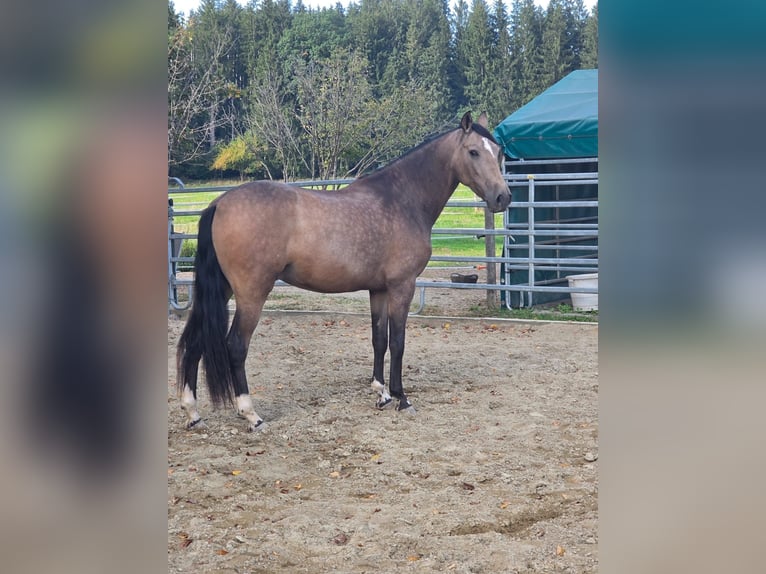 PRE Croisé Hongre 3 Ans Buckskin in Grabenstätt