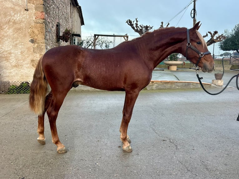 PRE Croisé Hongre 4 Ans 148 cm Alezan brûlé in Hamburg