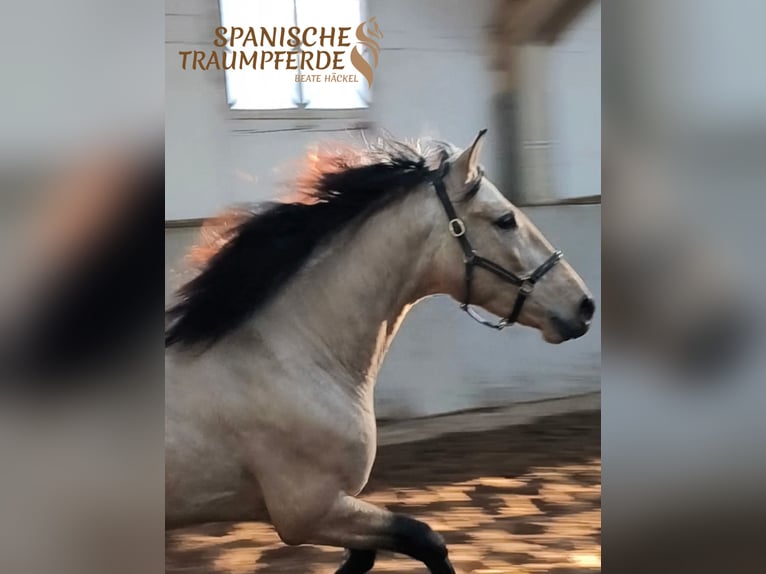 PRE Hongre 4 Ans 151 cm Isabelle in Traventhal