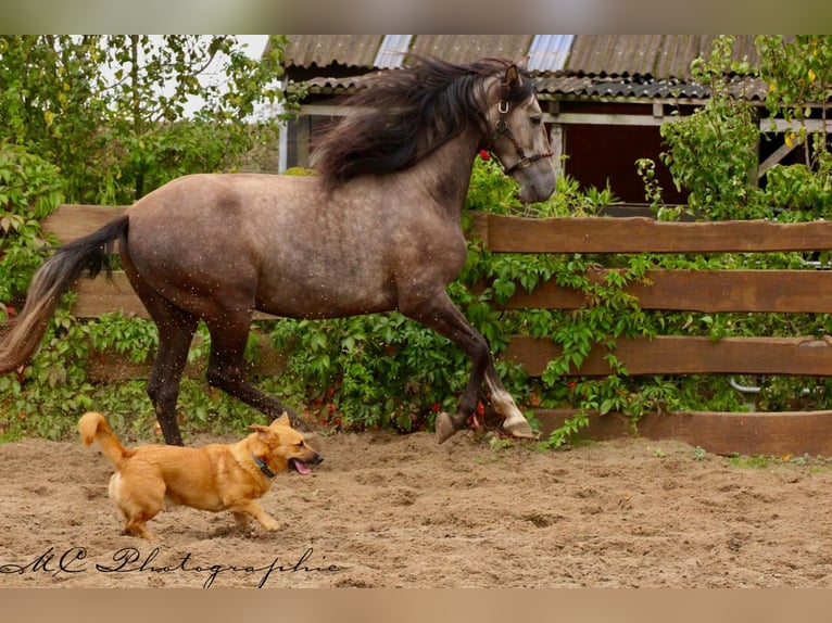 PRE Hongre 4 Ans 152 cm Gris in /Polenz