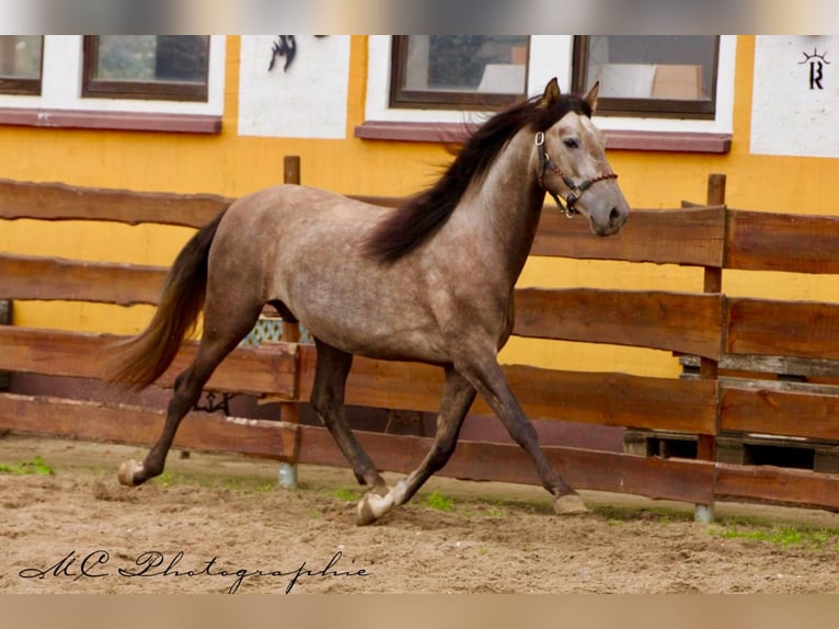 PRE Hongre 4 Ans 152 cm Gris in /Polenz