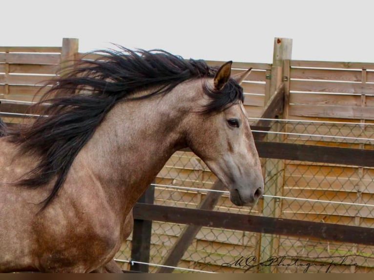 PRE Hongre 4 Ans 152 cm Gris in /Polenz