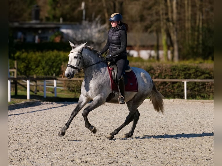 PRE Croisé Hongre 4 Ans 153 cm Gris in Neustadt (Wied)