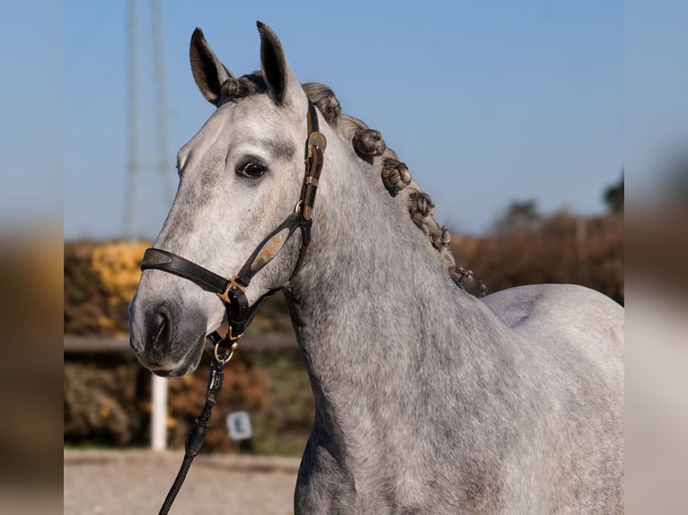 PRE Croisé Hongre 4 Ans 153 cm Gris in Neustadt (Wied)