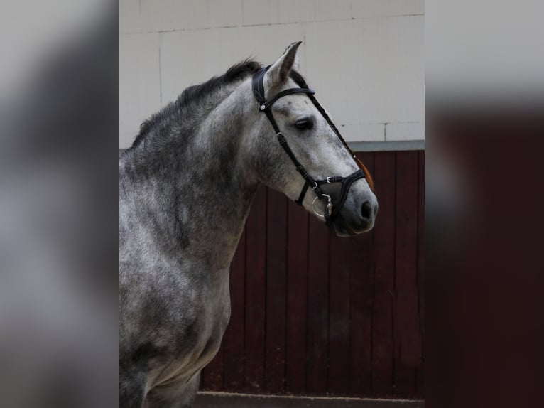 PRE Croisé Hongre 4 Ans 153 cm Gris in Überherrn