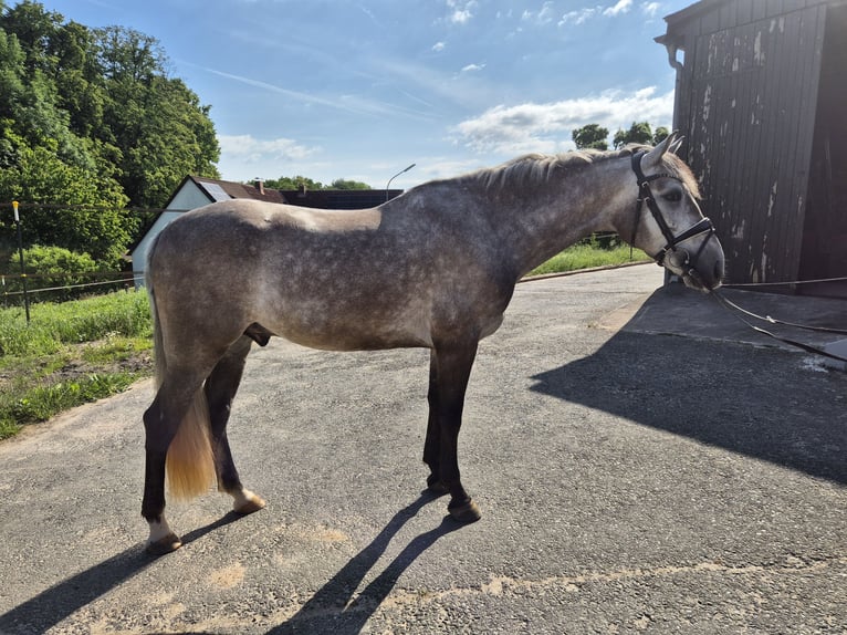 PRE Croisé Hongre 4 Ans 154 cm Aubère in Bindlach