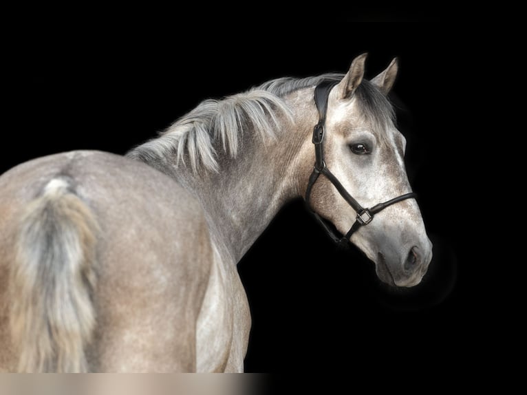 PRE Croisé Hongre 4 Ans 154 cm Aubère in Bindlach