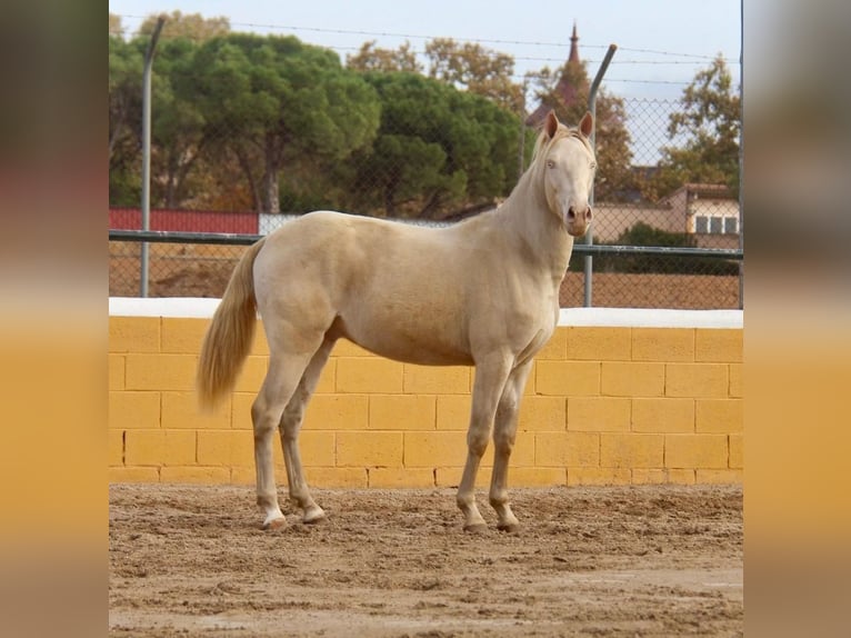 PRE Croisé Hongre 4 Ans 154 cm Cremello in Hamburg