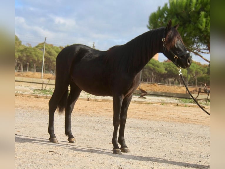 PRE Croisé Hongre 4 Ans 154 cm Noir in Hamburg