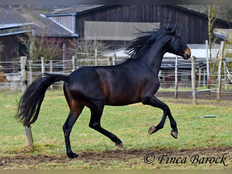 PRE Hongre 4 Ans 154 cm Noir in Wiebelsheim