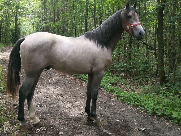 PRE Croisé Hongre 4 Ans 155 cm Gris (bai-dun) in Euskirchen