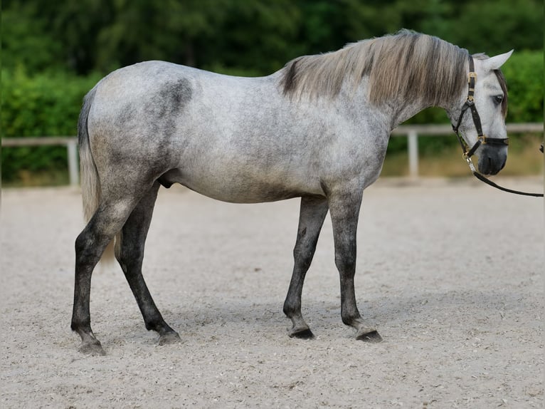 PRE Hongre 4 Ans 155 cm Gris in Neustadt (Wied)