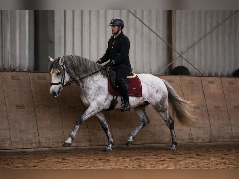 PRE Croisé Hongre 4 Ans 155 cm Gris in Neustadt (Wied)