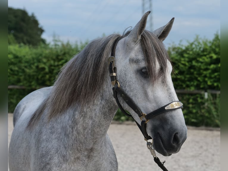 PRE Hongre 4 Ans 155 cm Gris in Neustadt (Wied)