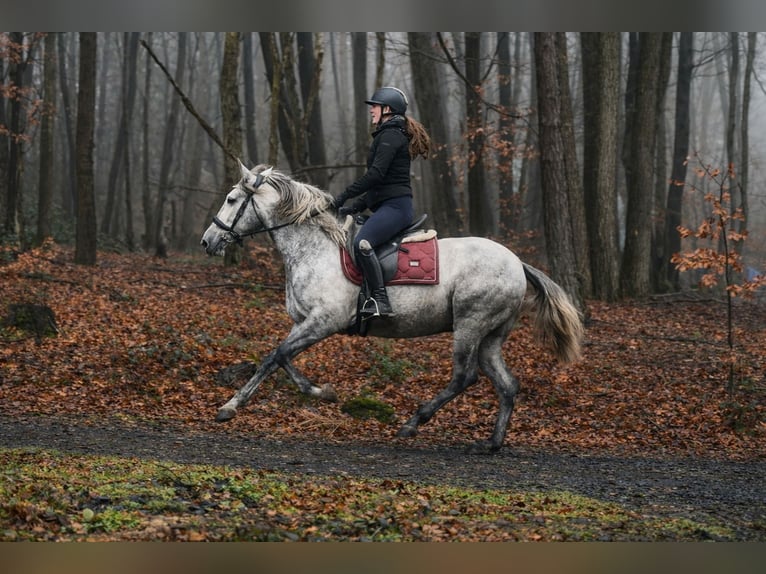 PRE Croisé Hongre 4 Ans 155 cm Gris in Neustadt (Wied)