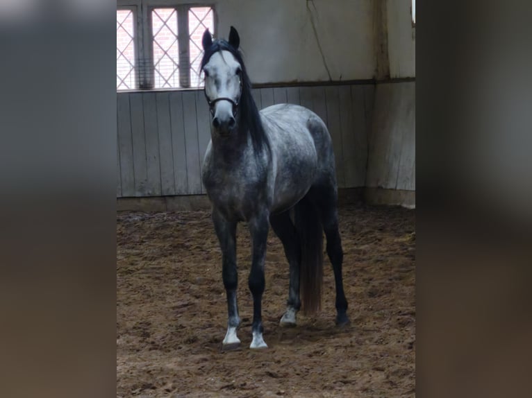 PRE Hongre 4 Ans 155 cm Gris in Stipsdorf