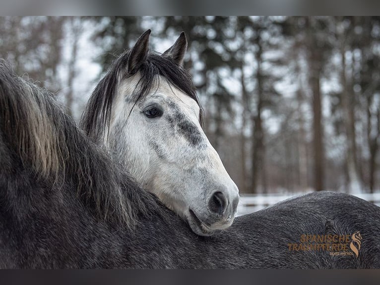 PRE Hongre 4 Ans 155 cm Gris in Stipsdorf