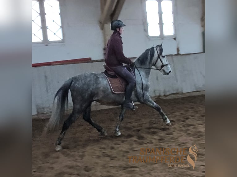 PRE Hongre 4 Ans 155 cm Gris in Stipsdorf