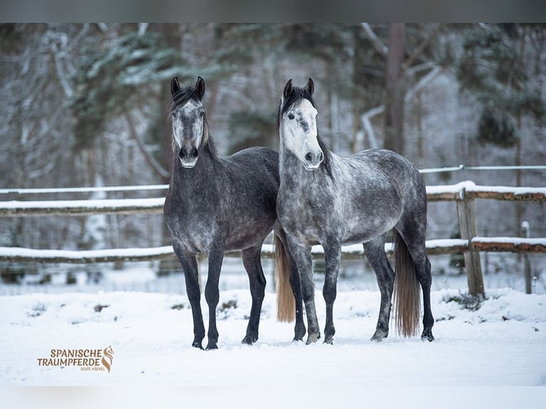 PRE Hongre 4 Ans 155 cm Gris in Stipsdorf