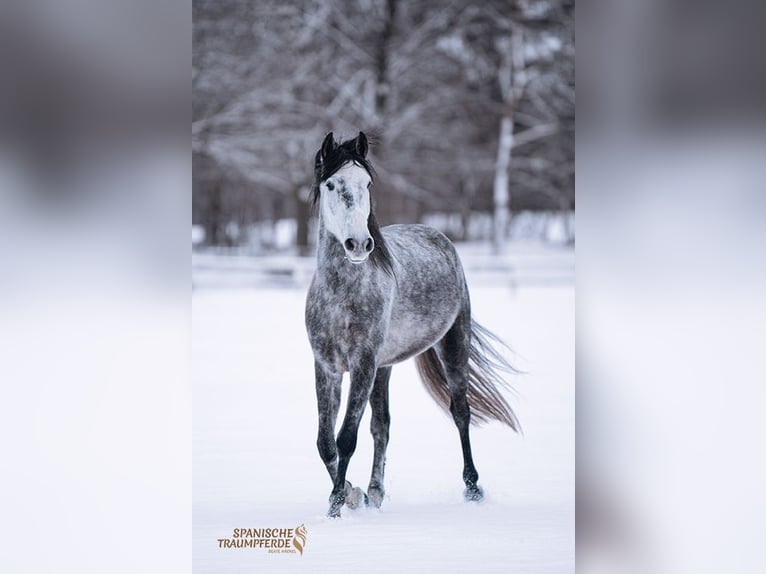 PRE Hongre 4 Ans 155 cm Gris in Stipsdorf