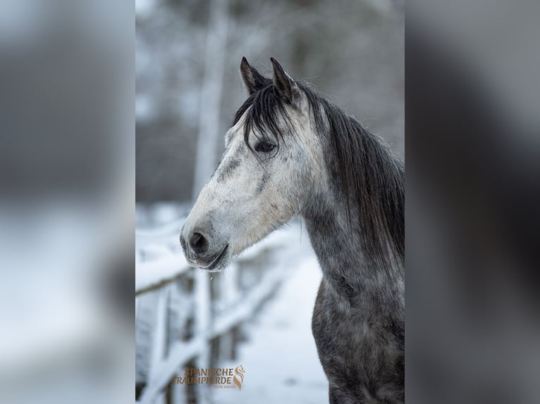 PRE Hongre 4 Ans 155 cm Gris in Stipsdorf