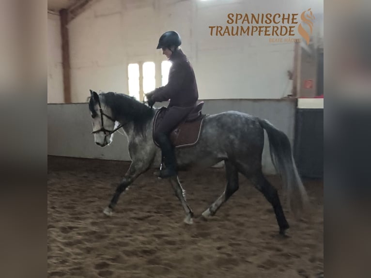 PRE Hongre 4 Ans 155 cm Gris in Stipsdorf