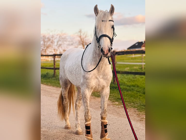 PRE Croisé Hongre 4 Ans 155 cm Gris pommelé in Rommerskirchen