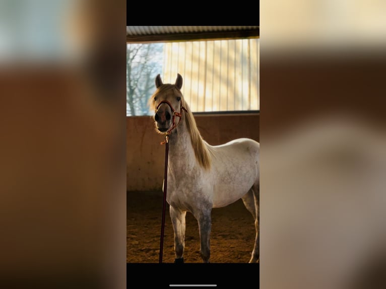 PRE Croisé Hongre 4 Ans 155 cm Gris pommelé in Rommerskirchen