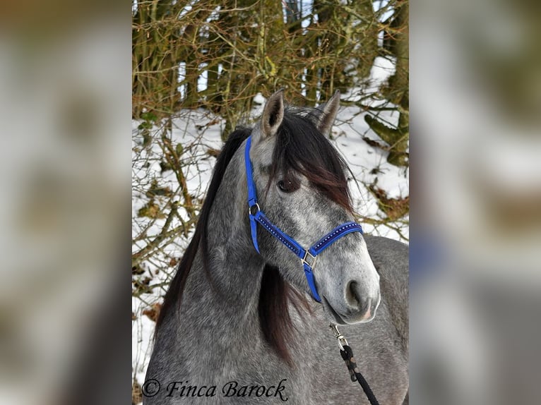 PRE Croisé Hongre 4 Ans 156 cm Gris in Wiebelsheim