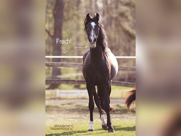 PRE Hongre 4 Ans 156 cm Gris noir in Traventhal