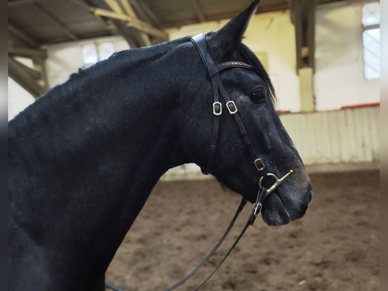 PRE Hongre 4 Ans 156 cm Gris noir in Traventhal