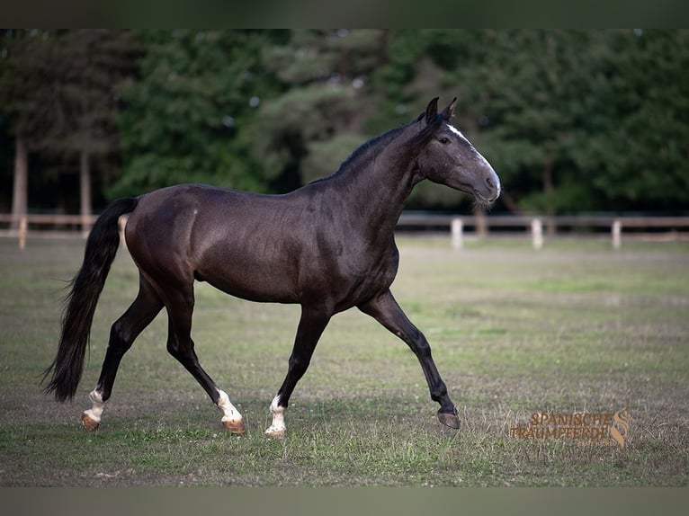 PRE Hongre 4 Ans 156 cm Gris noir in Traventhal