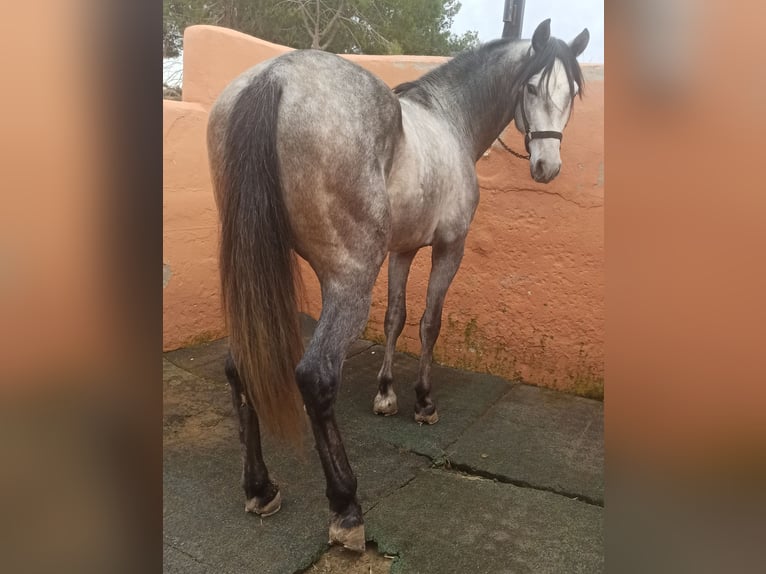PRE Hongre 4 Ans 156 cm Gris pommelé in Pedralba