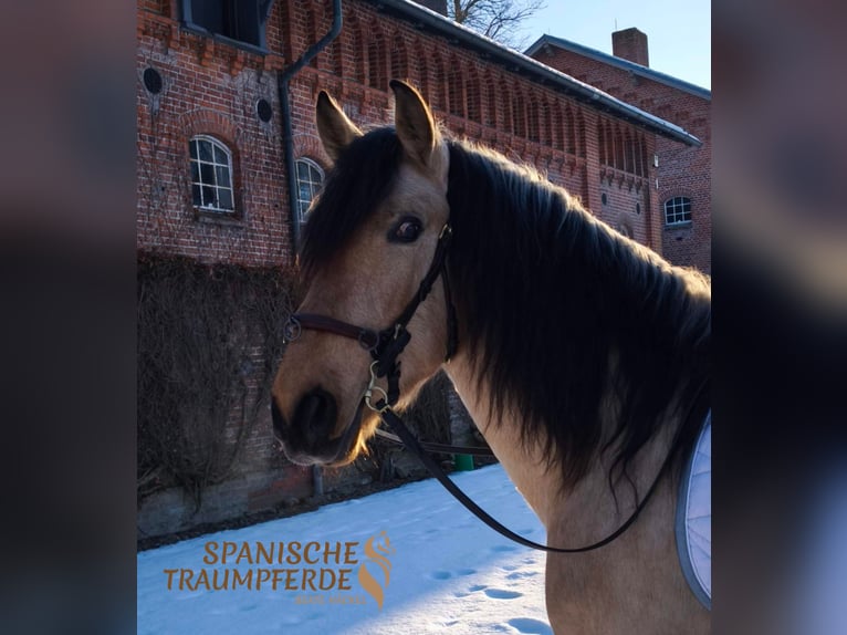 PRE Croisé Hongre 4 Ans 156 cm Isabelle in Traventhal
