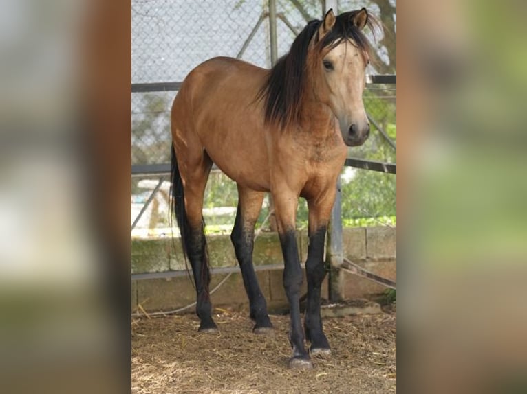 PRE Croisé Hongre 4 Ans 156 cm Isabelle in Valencia