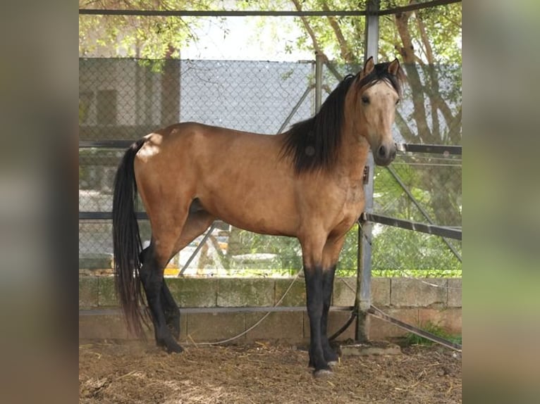 PRE Croisé Hongre 4 Ans 156 cm Isabelle in Valencia