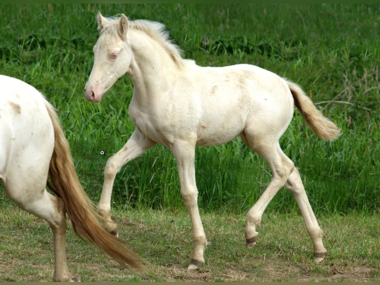 PRE Croisé Hongre 4 Ans 157 cm Cremello in Altkirchen