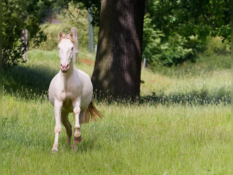 PRE Croisé Hongre 4 Ans 157 cm Cremello in Altkirchen