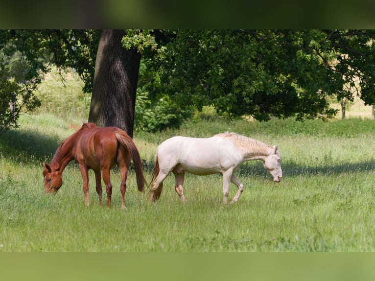 PRE Croisé Hongre 4 Ans 157 cm Cremello in Altkirchen