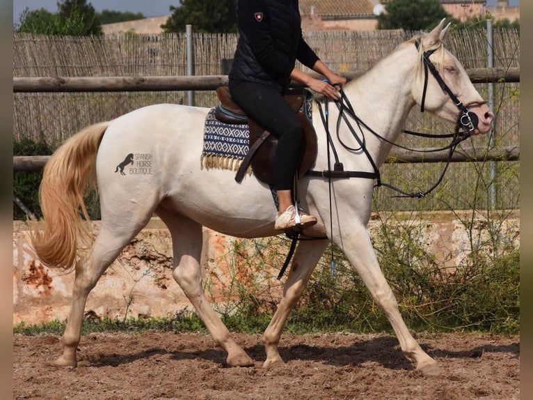 PRE Hongre 4 Ans 157 cm Cremello in Mallorca