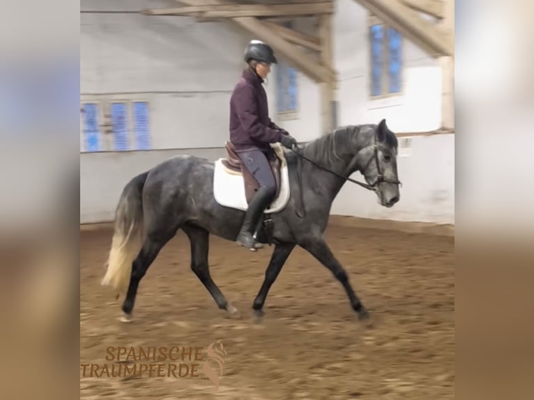 PRE Croisé Hongre 4 Ans 157 cm Gris in Traventhal