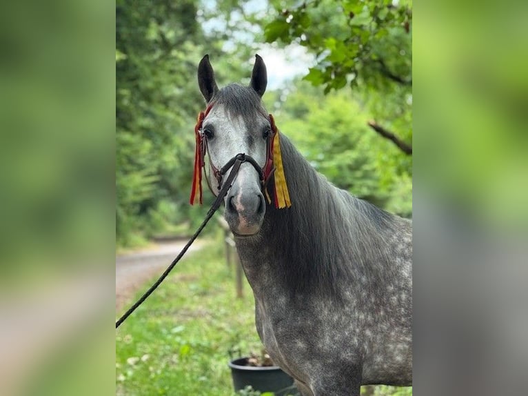 PRE Croisé Hongre 4 Ans 157 cm Gris pommelé in Mayerling