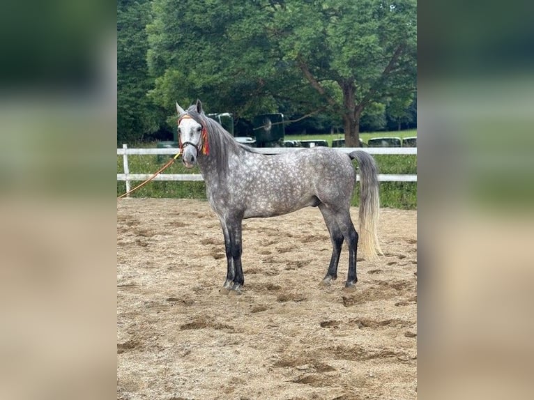 PRE Croisé Hongre 4 Ans 157 cm Gris pommelé in Mayerling