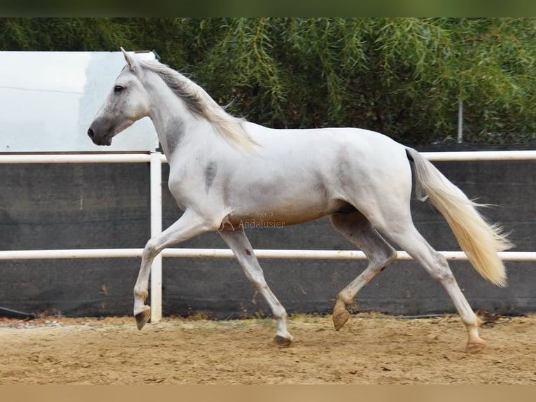 PRE Hongre 4 Ans 157 cm Gris in Provinz Malaga