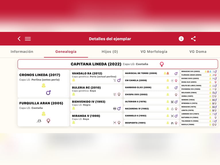 PRE Hongre 4 Ans 157 cm Isabelle in Llucmajor